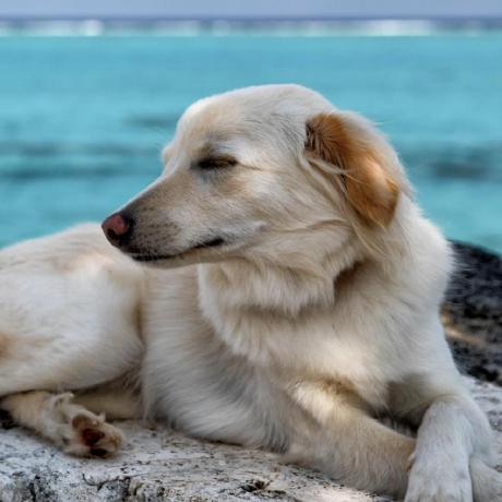 Inuneko(関根) アイコン